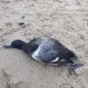 Kilkadziesiąt martwych ptaków w rejonie Zatoki Puckiej.